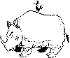 view rhino