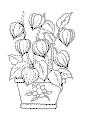 view color tulips.GIF