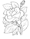 view flower rose.GIF