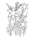 view flower to color.GIF