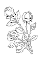 view roses coloring page.GIF