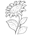 view sunflower.GIF
