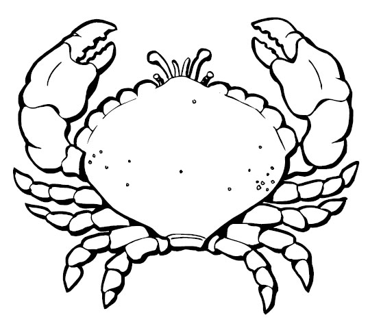 view summer crab