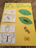 butterfly life cycle craft