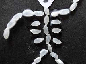 rice skeleton rib cage