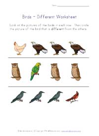 different birds worksheet