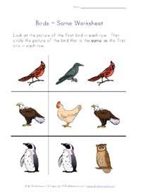 birds same worksheet