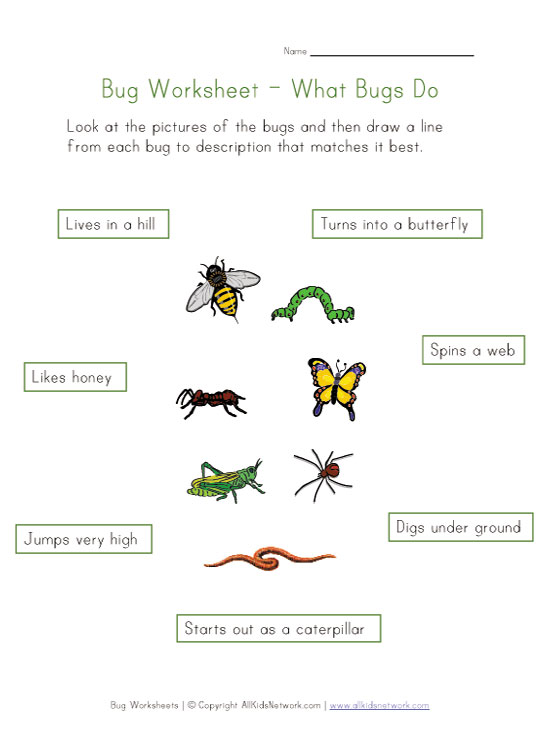 learn-about-bugs-worksheet-for-kids