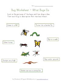 learn about bugs worksheet
